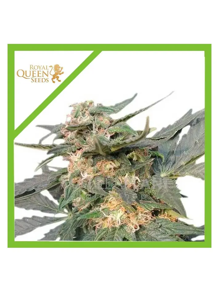 Royal Haze Auto -Royal Queen Seeds (X3/X1) 1