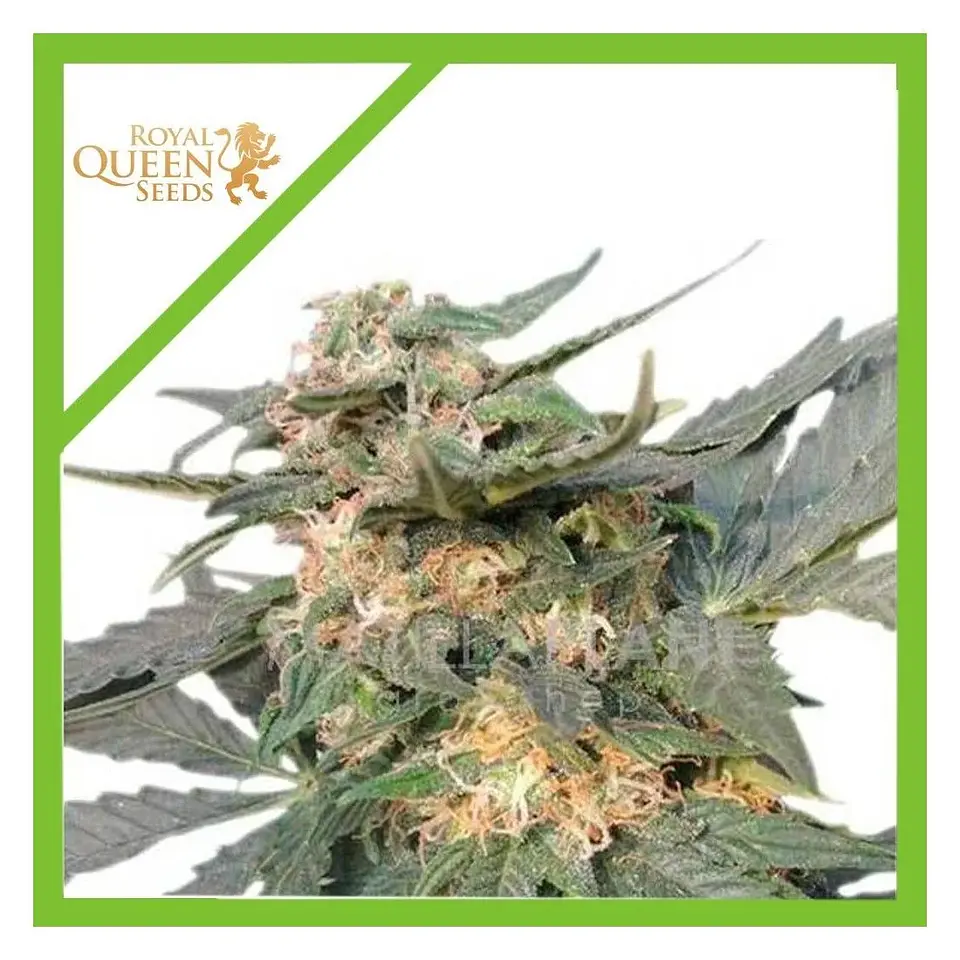 Royal Haze Auto -Royal Queen Seeds (X3/X1) 1