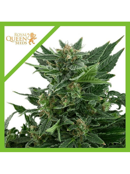 ROYAL KUSH  AUTO X1-ROYAL QUEEN SEEDS 1