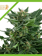 Royal Kush  Auto X1-Royal Queen Seeds - Miniatura 1