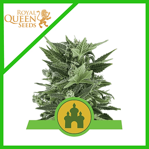 ROYAL KUSH  AUTO X3-ROYAL QUEEN SEEDS