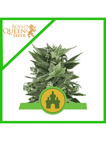 ROYAL KUSH  AUTO X3-ROYAL QUEEN SEEDS 1
