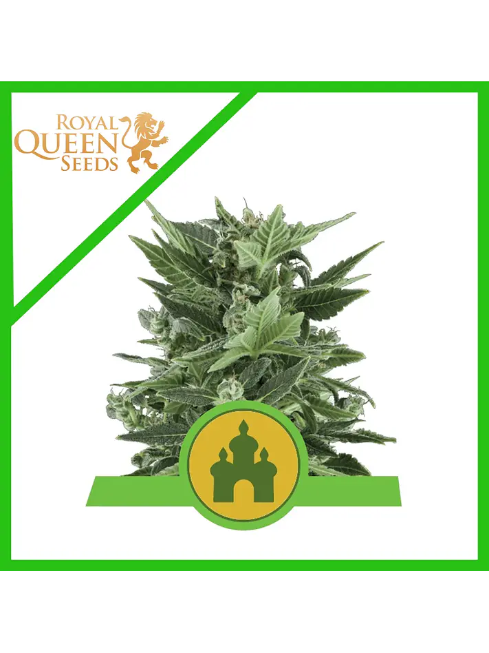 Royal Kush  Auto X3-Royal Queen Seeds 1
