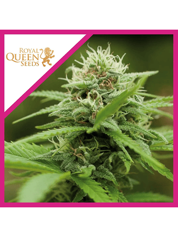 ROYAL MOBY  FEM X3-ROYAL QUEEN SEEDS 1