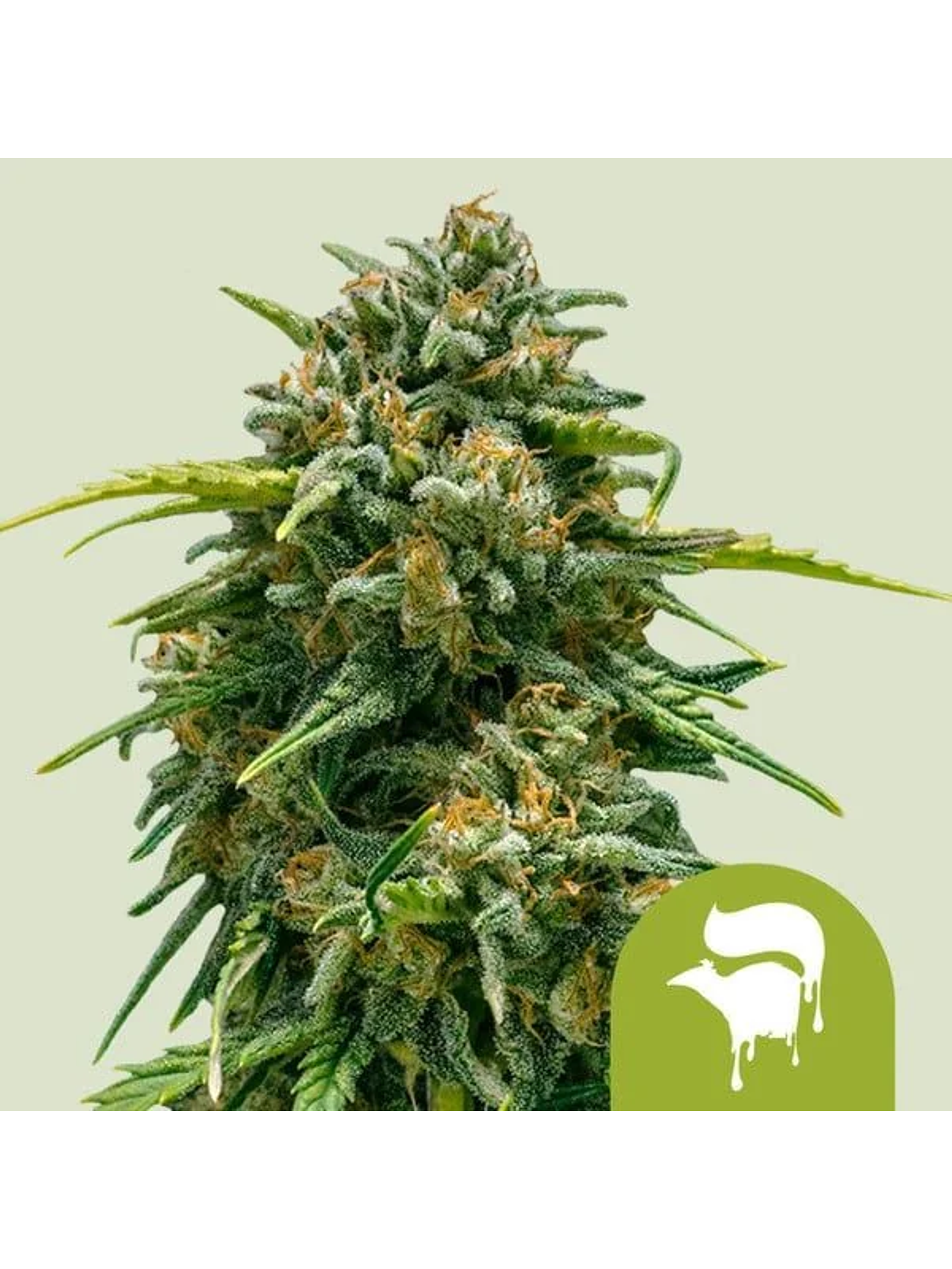Sweet Skunk Auto -Royal Queen Seeds (X100/X10/X3/X1) 2