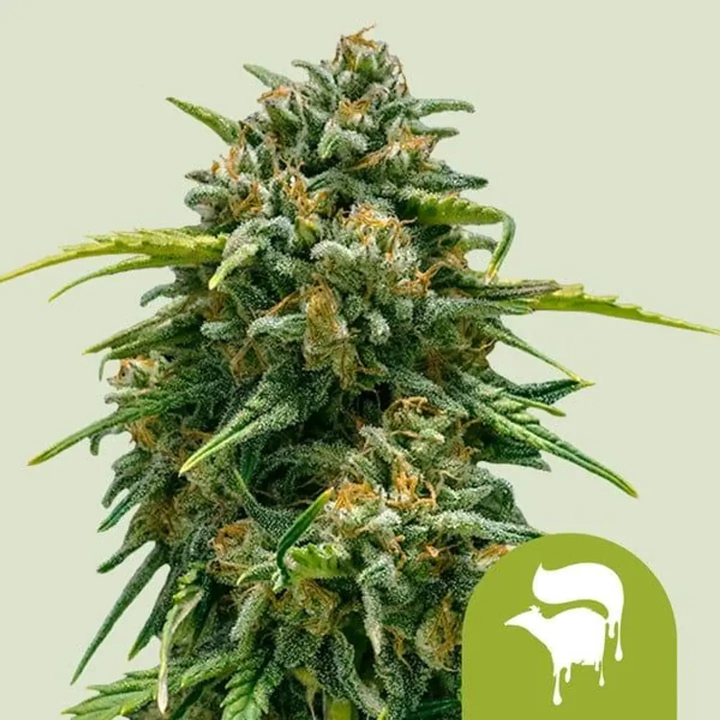 Sweet Skunk Auto -Royal Queen Seeds (X100/X10/X3/X1) 2