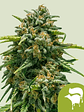 SWEET SKUNK AUTO X100-ROYAL QUEEN SEEDS - Miniatura 2