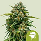 Sweet Skunk Auto -Royal Queen Seeds (X100/X10/X3/X1) - Miniatura 2