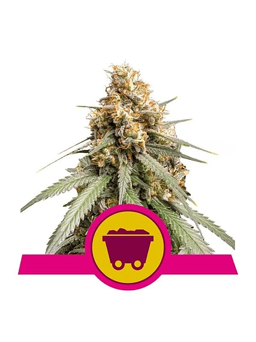 SHINING SILVER HAZE FEM X3-ROYAL QUEEN 1