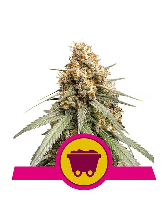 SHINING SILVER HAZE FEM X3-ROYAL QUEEN 1