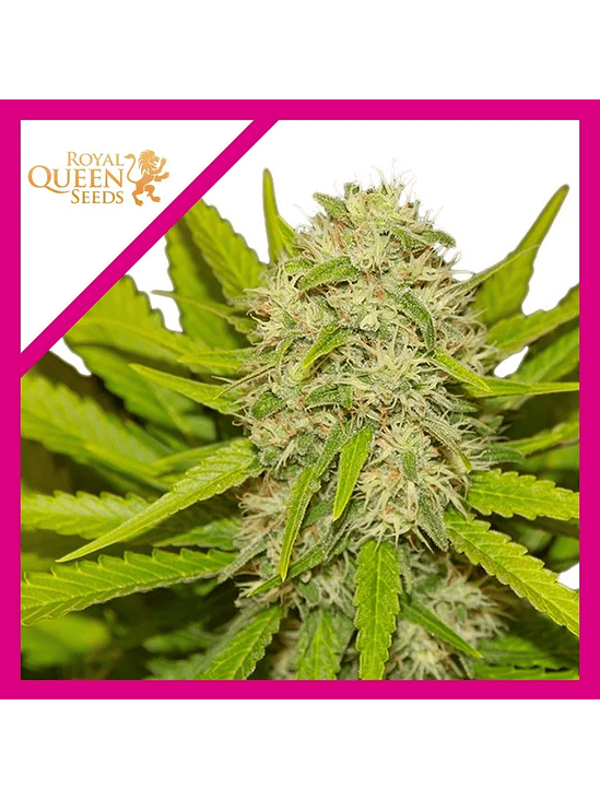 SKUNK XL  FEM X1-ROYAL QUEEN SEEDS 1