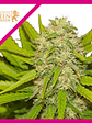 Skunk Xl  Fem X1-Royal Queen Seeds - Miniatura 1