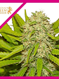 Skunk Xl Fem X3-Royal Queen Seeds - Miniatura 1