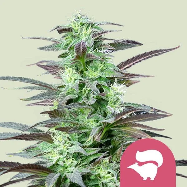 Skunk Xl Fem -Royal Queen Seeds (X100/X10/X3/X1) 1