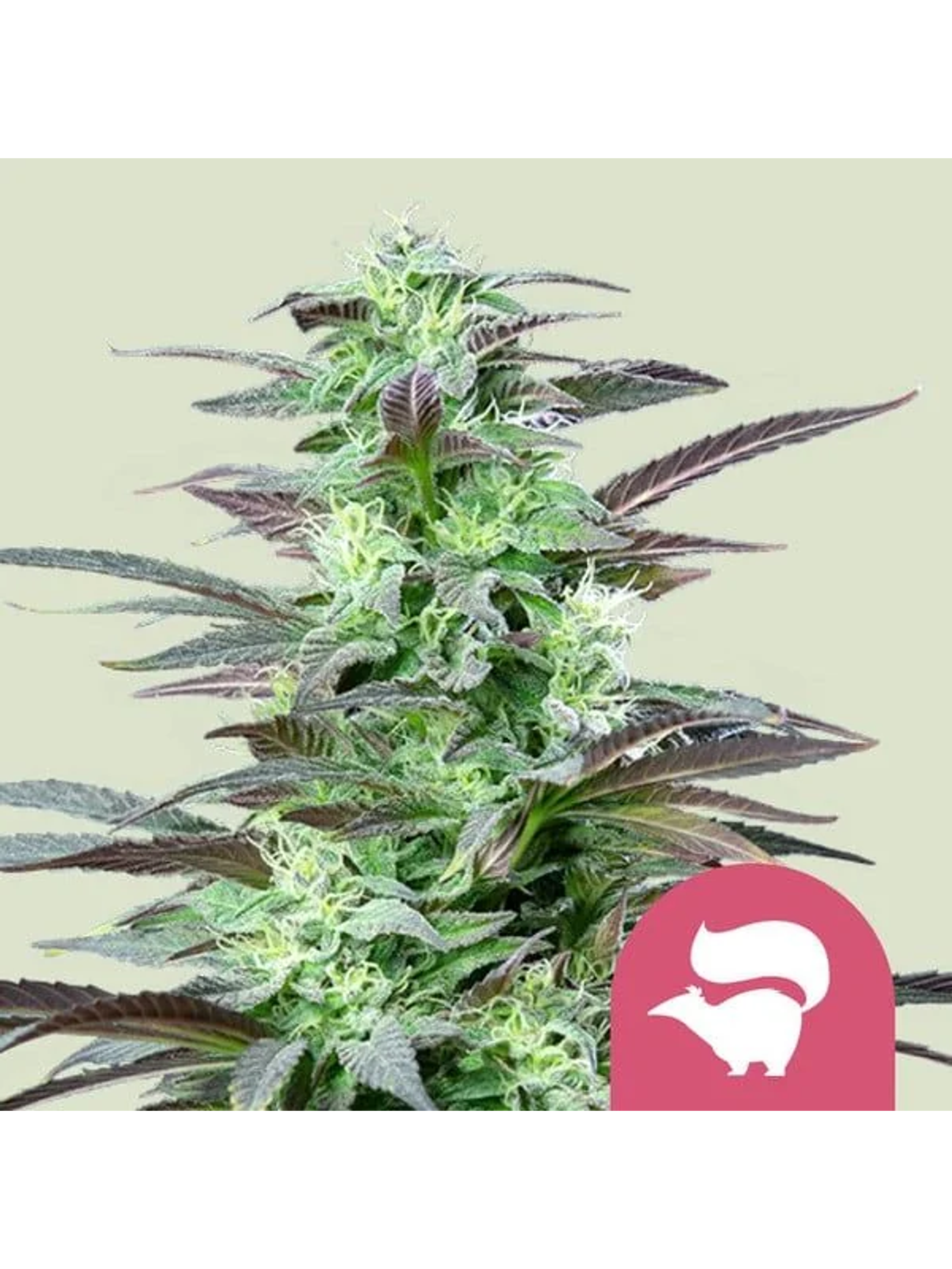 Skunk Xl Fem -Royal Queen Seeds (X100/X10/X3/X1) 1
