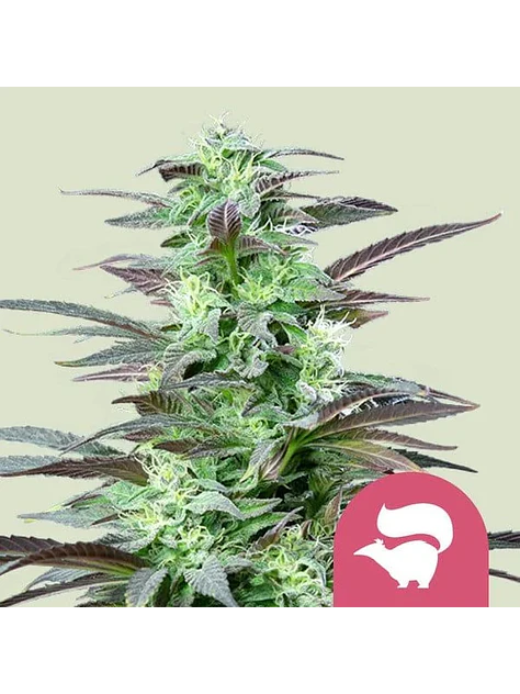 Skunk Xl Fem -Royal Queen Seeds (X100/X10/X3/X1) 1