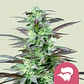 Skunk Xl Fem -Royal Queen Seeds (X100/X10/X3/X1) - Miniatura 1