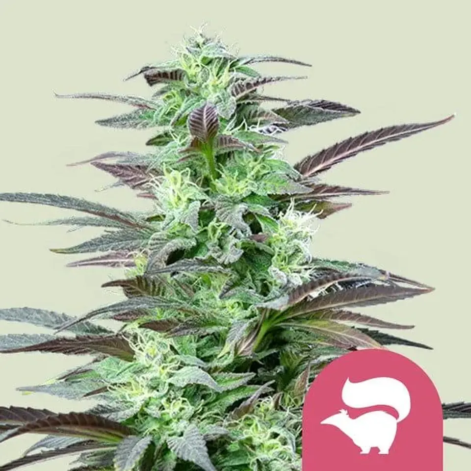 Skunk Xl Fem -Royal Queen Seeds (X100/X10/X3/X1) 1