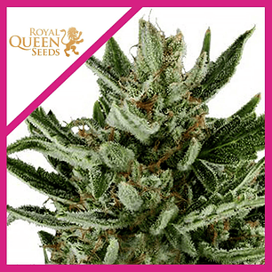 SPEEDY CHILE F1 FEM X3-ROYAL QUEEN SEEDS