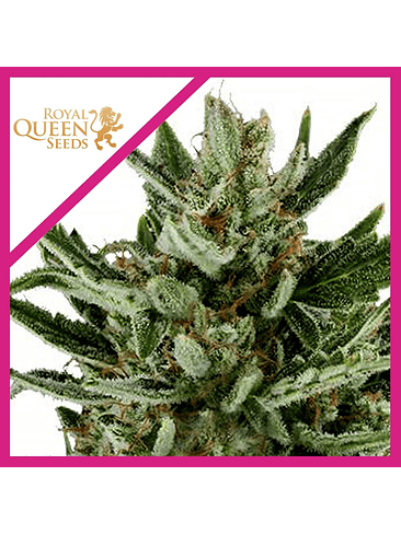 SPEEDY CHILE F1 FEM X3-ROYAL QUEEN SEEDS 1