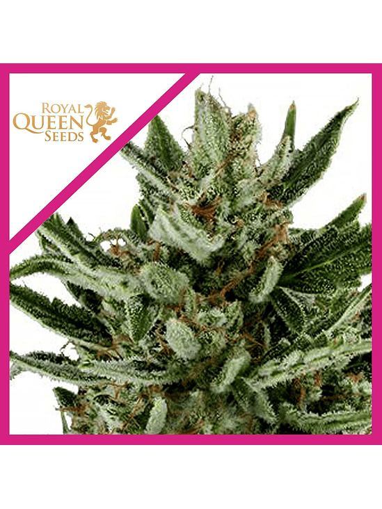 SPEEDY CHILE F1 FEM X3-ROYAL QUEEN SEEDS 1