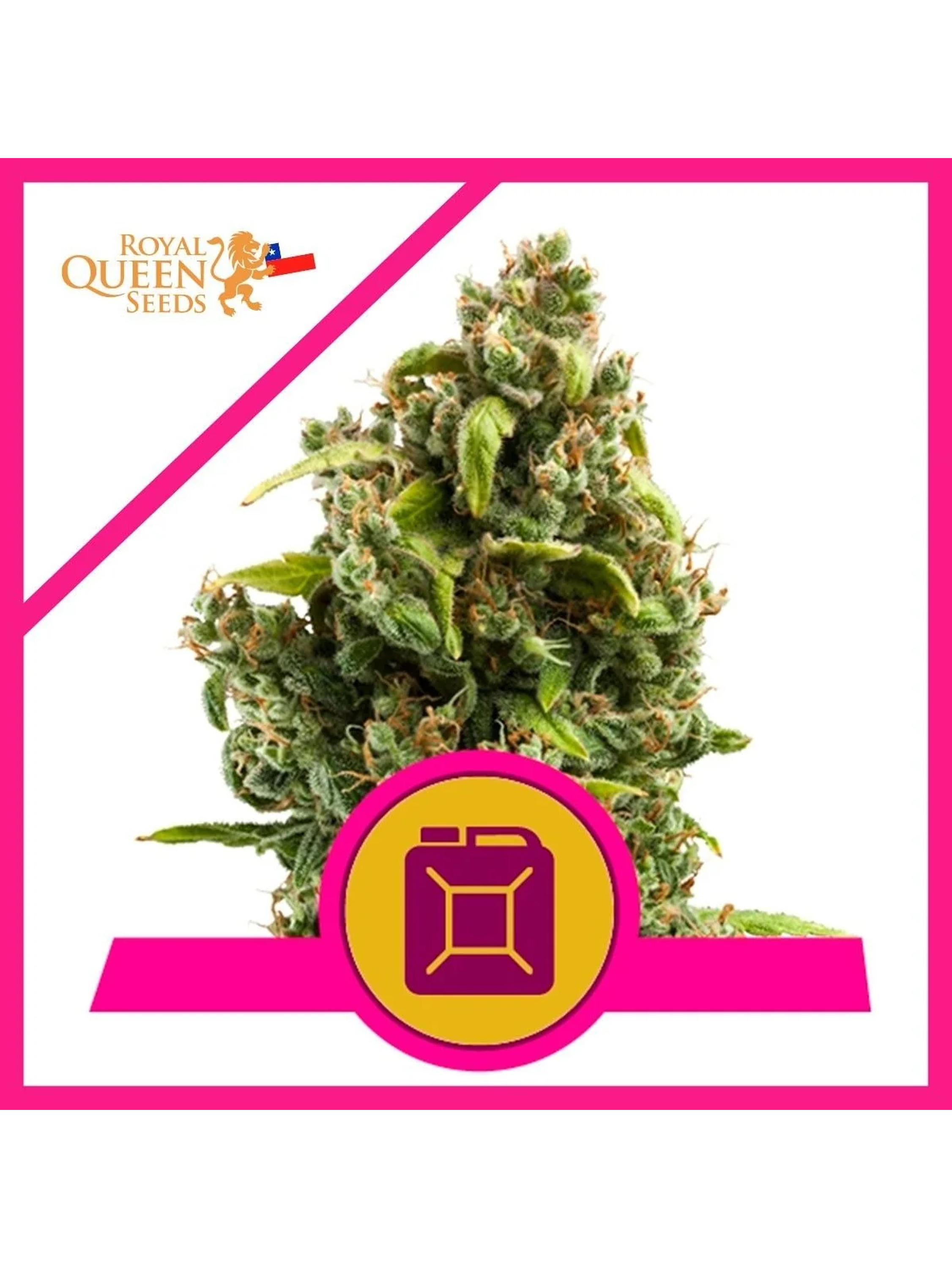 Sour Diesel  Fem X1-Royal Queen Seeds 1