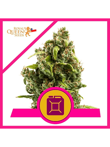SOUR DIESEL  FEM X1-ROYAL QUEEN SEEDS 1
