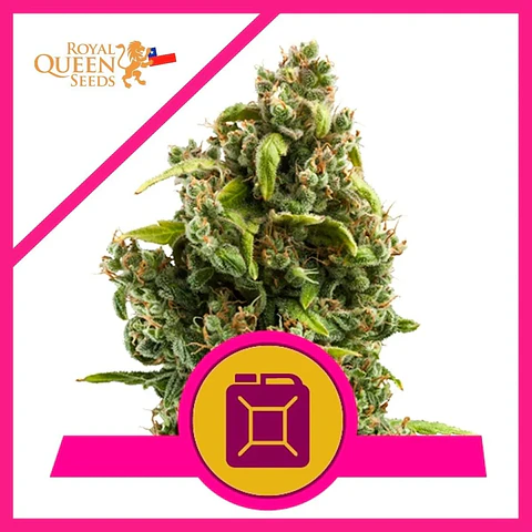 Sour Diesel  Fem X1-Royal Queen Seeds