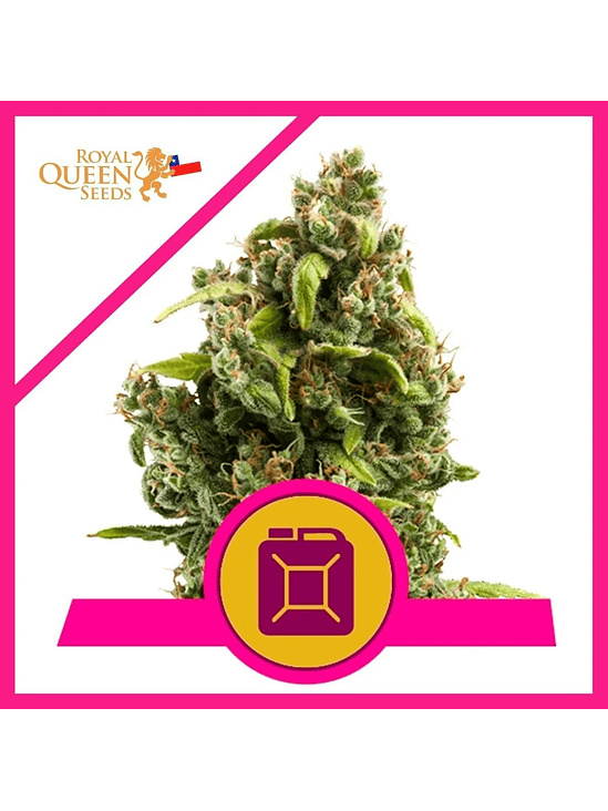 SOUR DIESEL  FEM X1-ROYAL QUEEN SEEDS 1