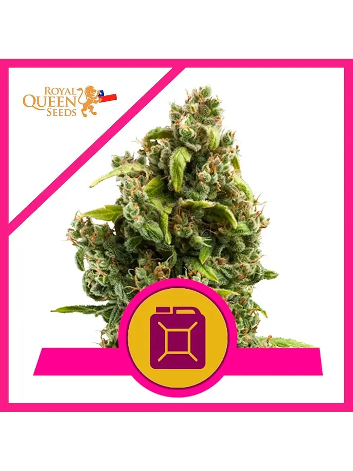 Sour Diesel  Fem X1-Royal Queen Seeds 1