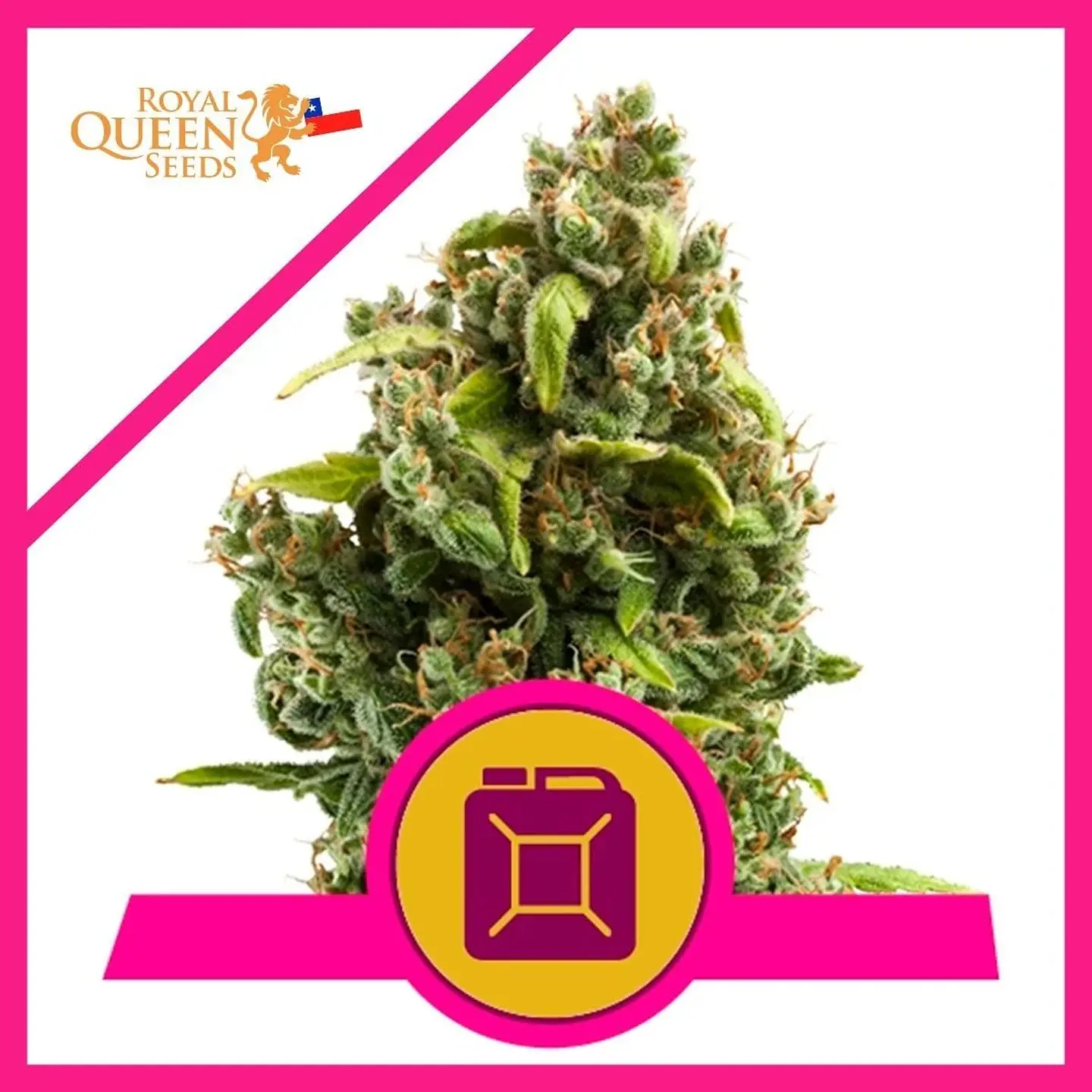 Sour Diesel  Fem (X1/X3)-Royal Queen Seeds 1