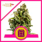Sour Diesel  Fem (X1/X3)-Royal Queen Seeds - Miniatura 1