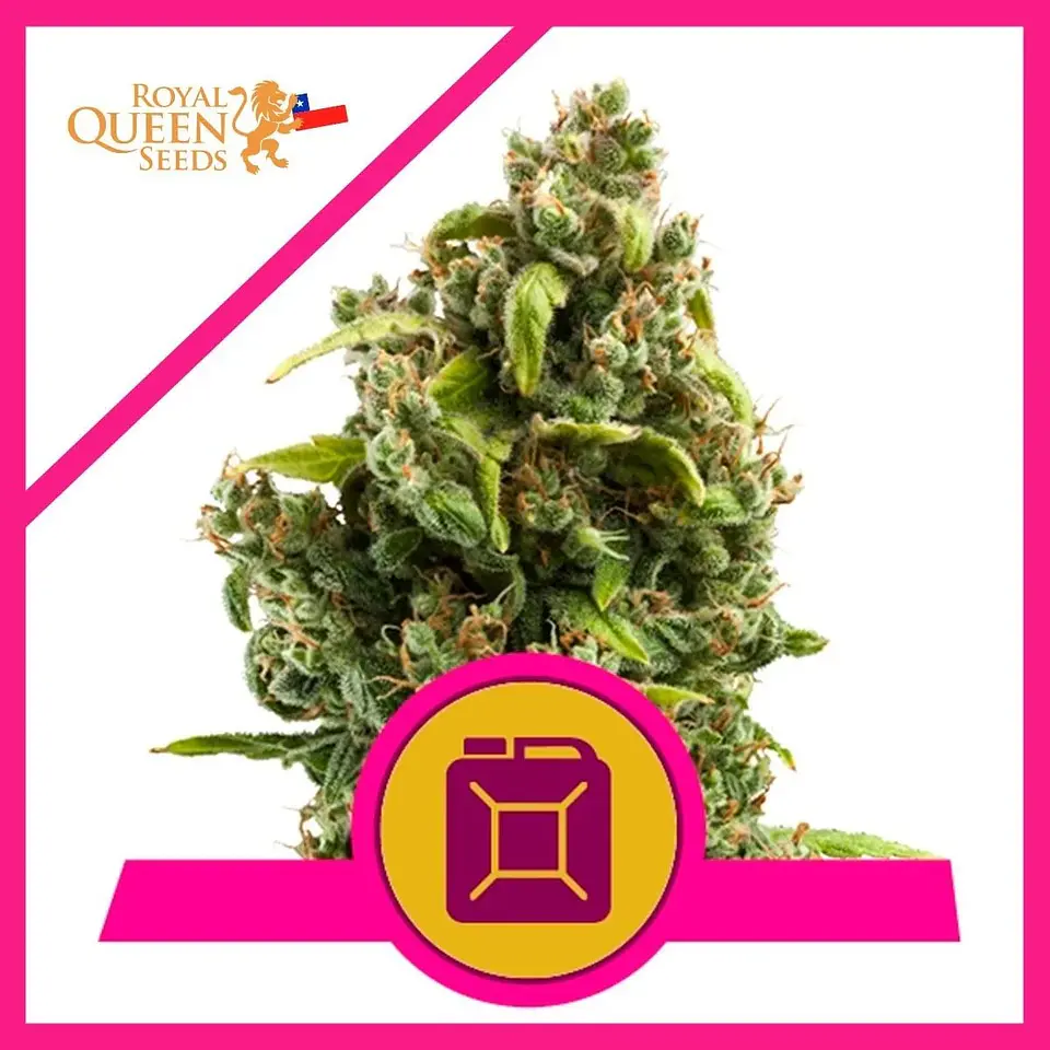 Sour Diesel  Fem (X1/X3)-Royal Queen Seeds 1