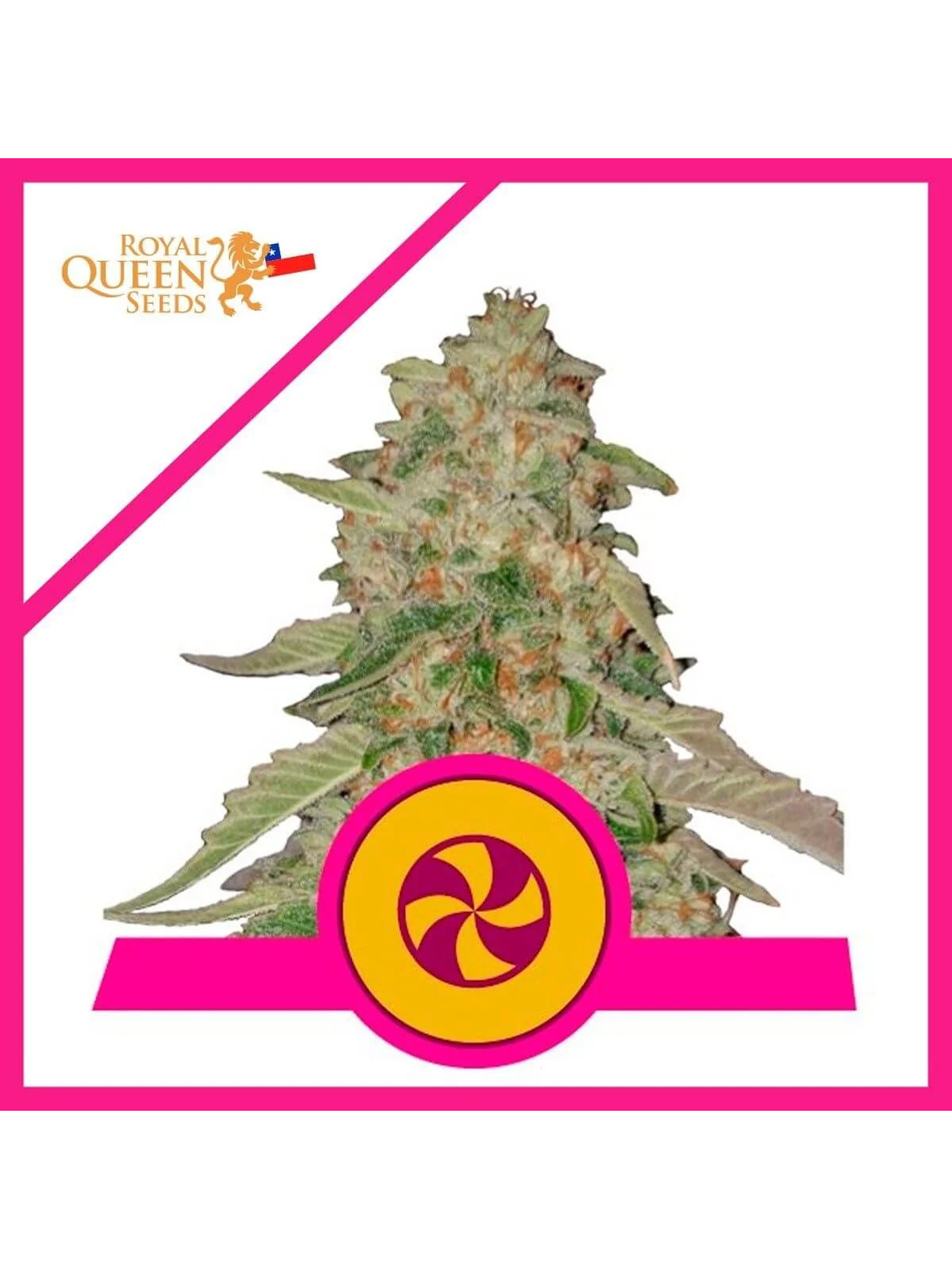 Sweet Zkittlez Fem X3-Royal Queen Seeds 1