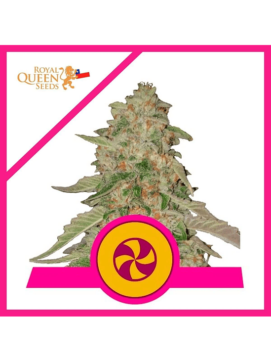 SWEET ZKITTLEZ FEM X3-ROYAL QUEEN SEEDS 1
