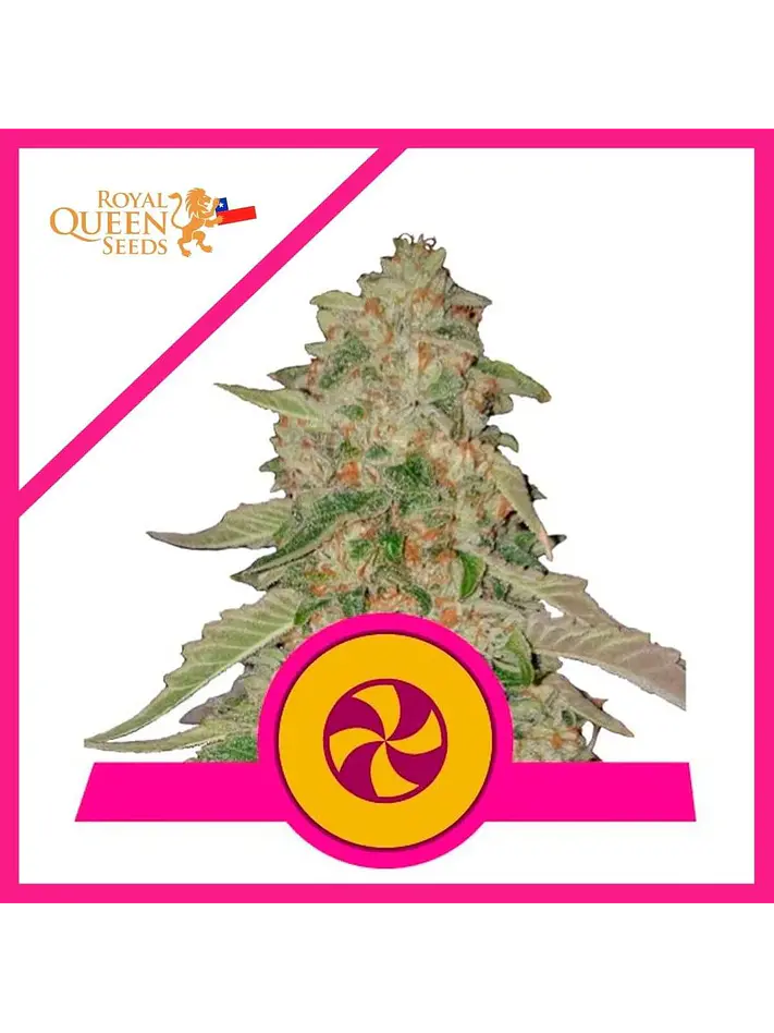 Sweet Zkittlez Fem X3-Royal Queen Seeds 1