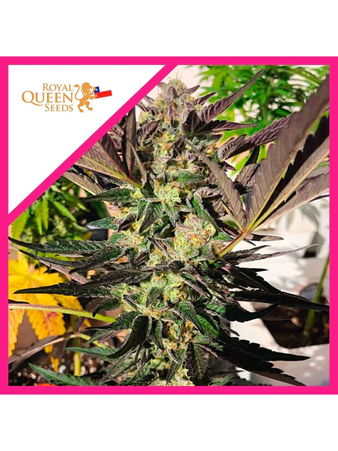 Wedding Gelato Fem -Royal Queen Seeds (X3/X1) 1
