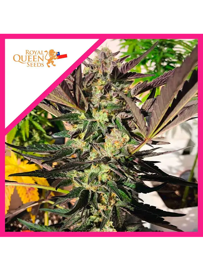 Wedding Gelato Fem -Royal Queen Seeds (X3/X1) 1