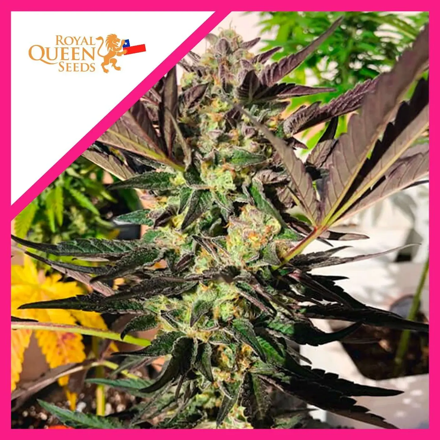 Wedding Gelato Fem -Royal Queen Seeds (X3/X1) 1