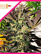 Wedding Gelato Fem -Royal Queen Seeds (X3/X1) - Miniatura 1