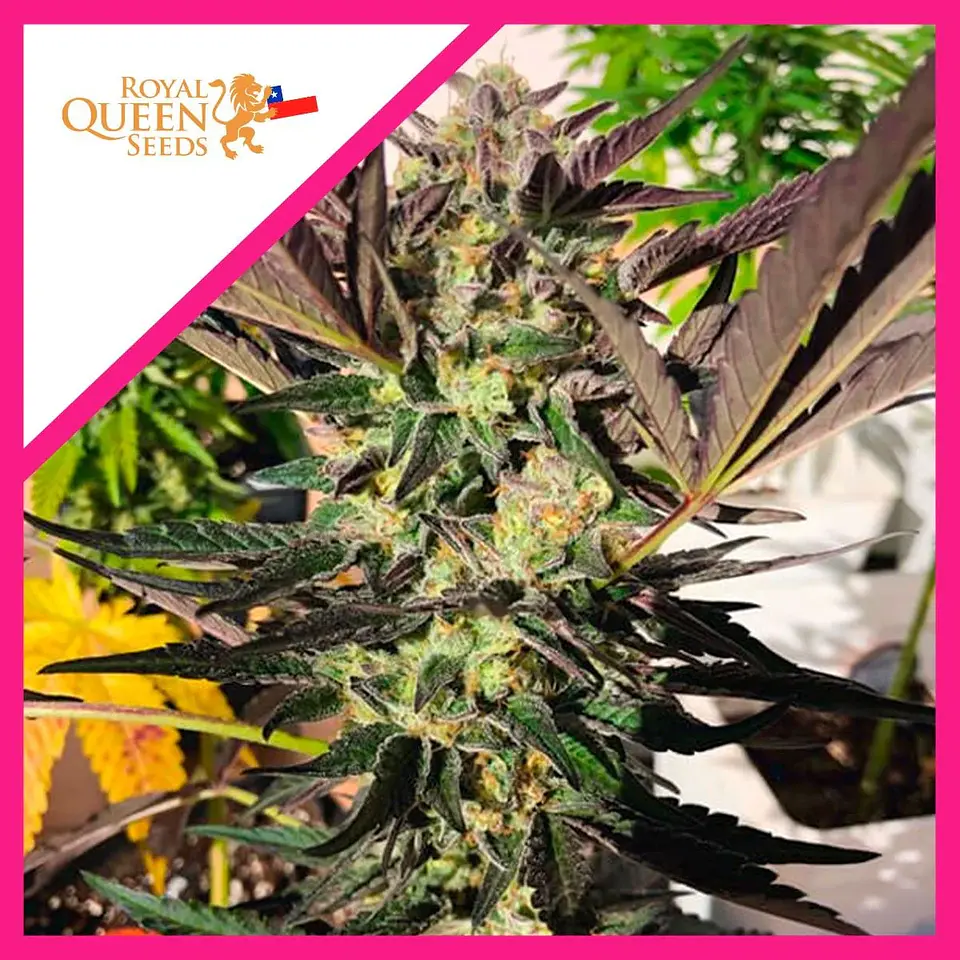 Wedding Gelato Fem -Royal Queen Seeds (X3/X1) 1