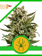 White Widow  Auto X3-Royal Queen Seeds - Miniatura 1