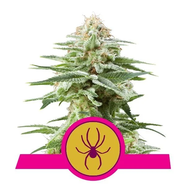 White Widow  Fem X3-Royal Queen Seeds 1