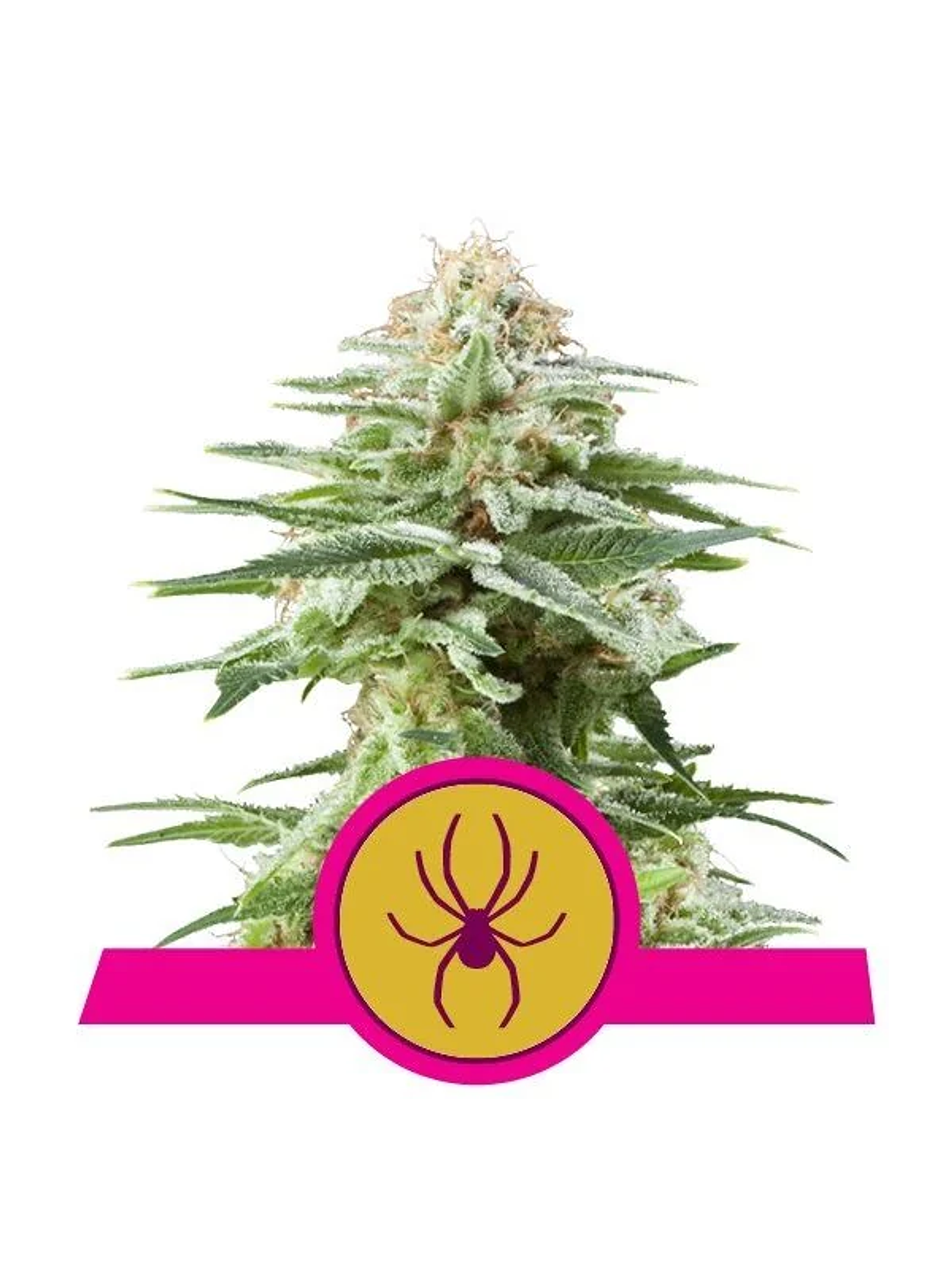 White Widow  Fem X3-Royal Queen Seeds 1