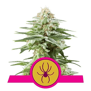 WHITE WIDOW  FEM X3-ROYAL QUEEN SEEDS