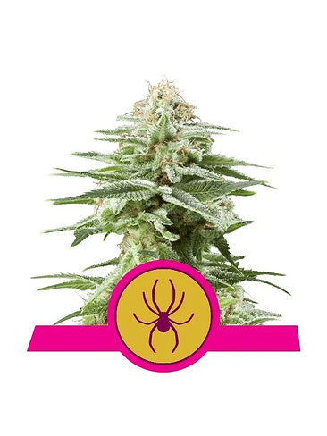 WHITE WIDOW  FEM X3-ROYAL QUEEN SEEDS 1