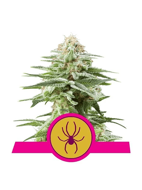 WHITE WIDOW  FEM X3-ROYAL QUEEN SEEDS 1