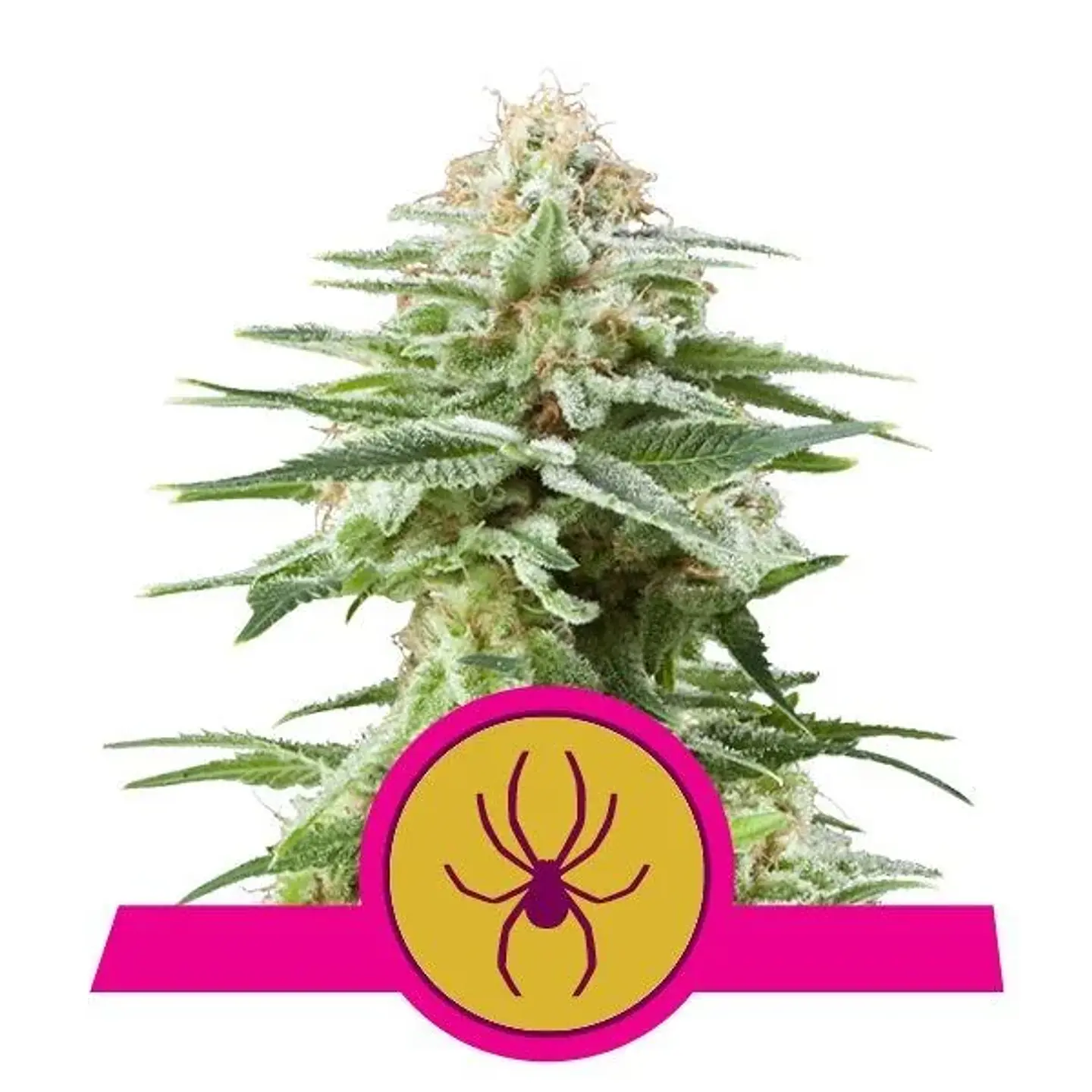 White Widow  Fem X3-Royal Queen Seeds 1