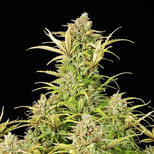 SWEET ZZ USA PREMIUM AUTO X3-ROYAL QUEEN