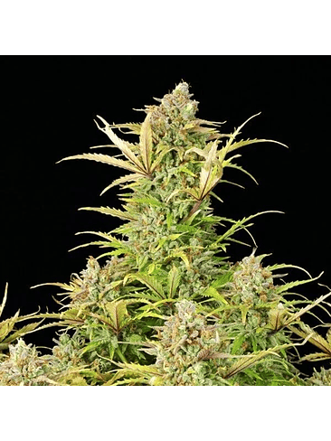 SWEET ZZ USA PREMIUM AUTO X3-ROYAL QUEEN 2